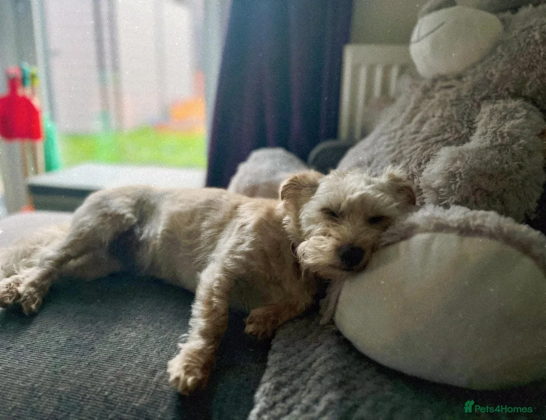 Mixed Breed dogs for sale: Two female adult dogs HAVE TO GO TOGETHER - Advert 2