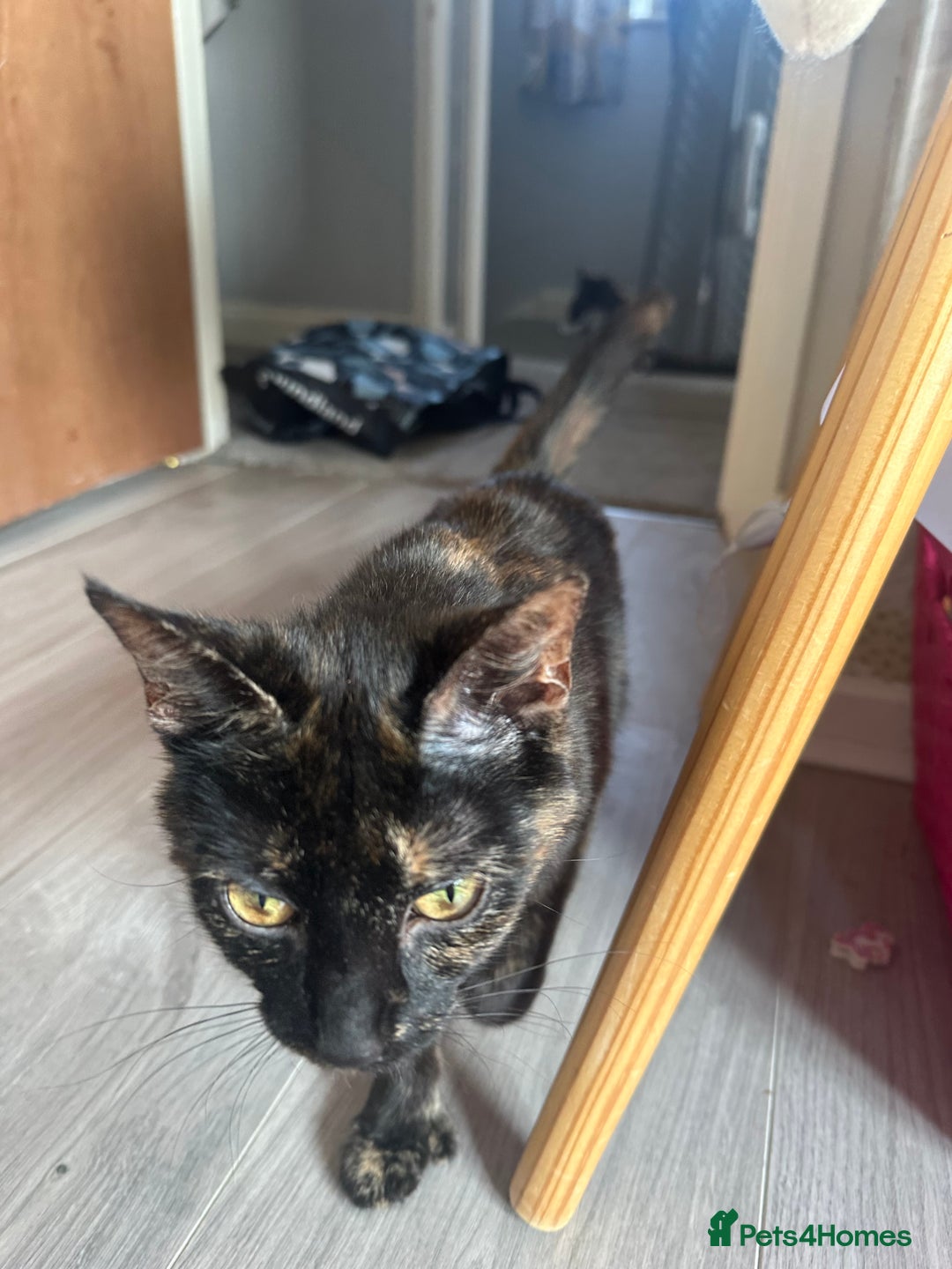 Mixed Breed cats for sale: Female domestic cat for sale - Image 4