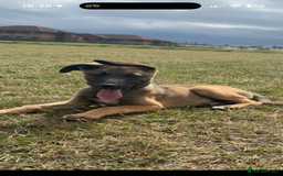 Mixed Breed dogs for sale: belgian malinois x lurcher - Image 3