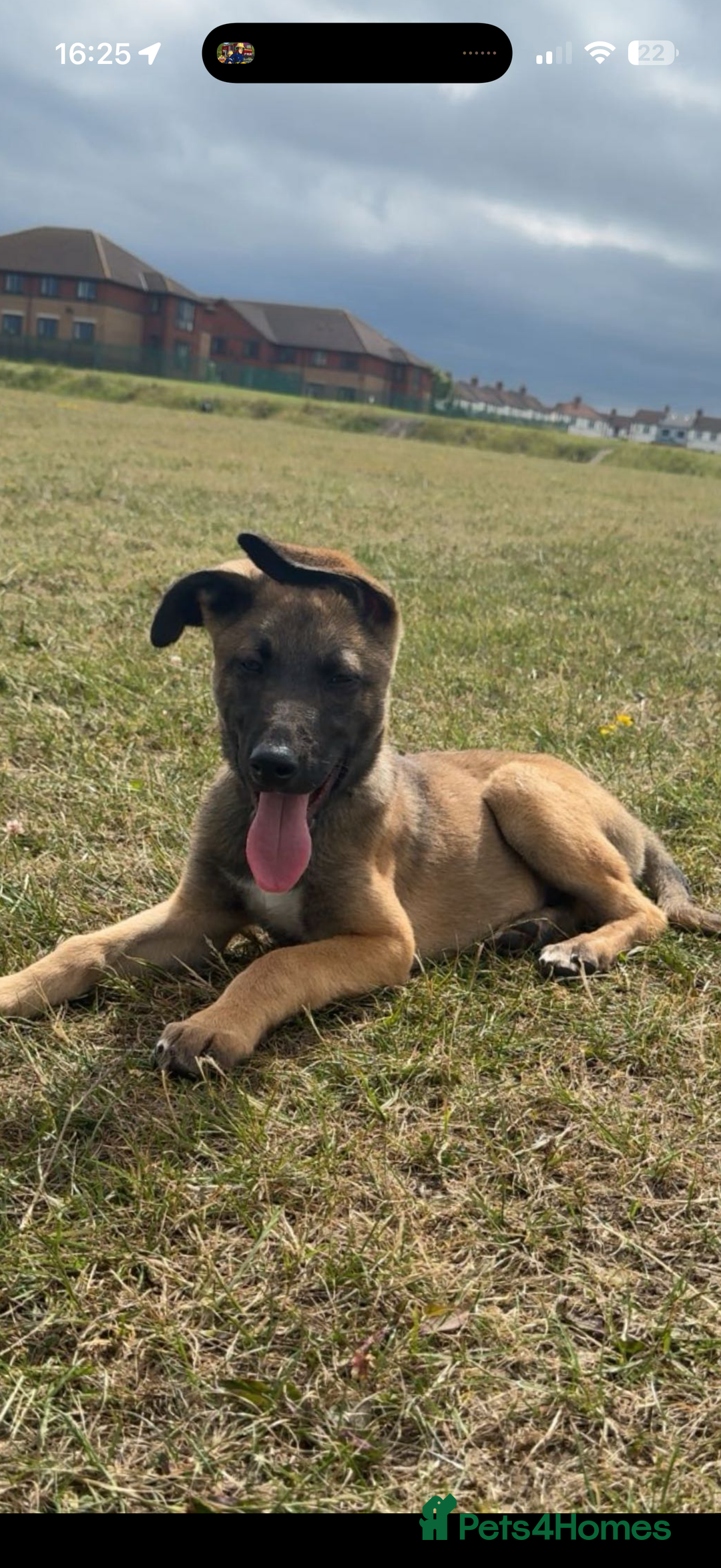 Mixed Breed dogs for sale: belgian malinois x lurcher - Image 3