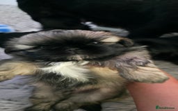 Shih Tzu dogs for sale: Imperial Shih-Tzu puppies-Ready for a new home   in Walsall - Image 11