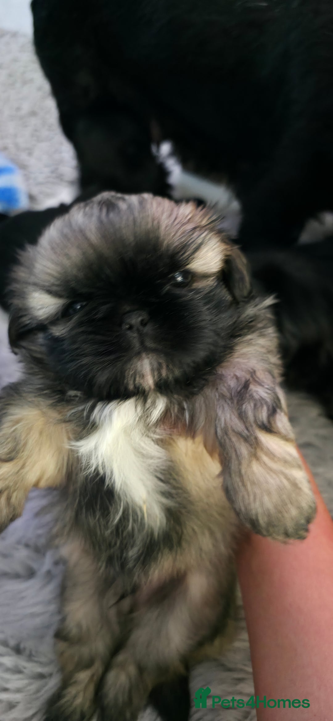 Shih Tzu dogs for sale: Imperial Shih-Tzu puppies-Ready for a new home   in Walsall - Image 11