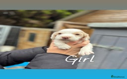 Cocker Spaniel dogs for sale: Gorgeous working cocker spaniel puppies  - Image 5