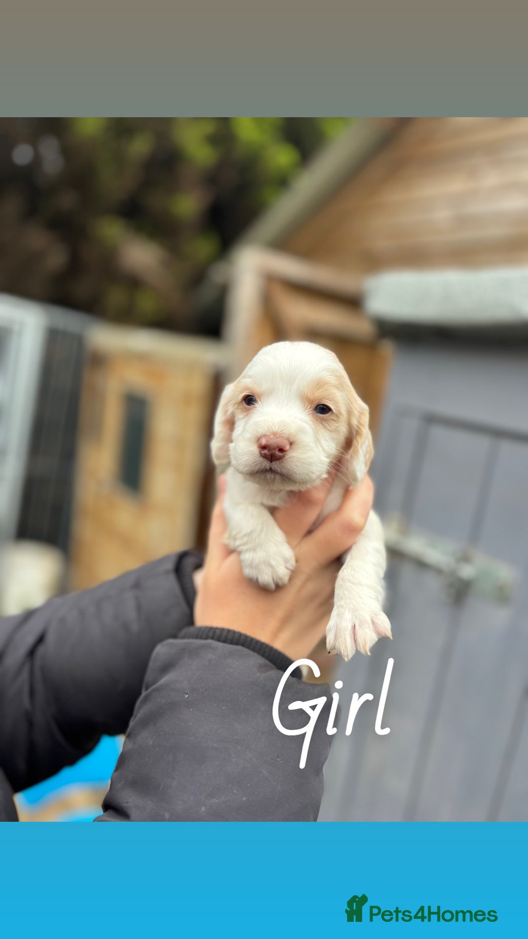 Cocker Spaniel dogs for sale: Gorgeous working cocker spaniel puppies  - Image 5