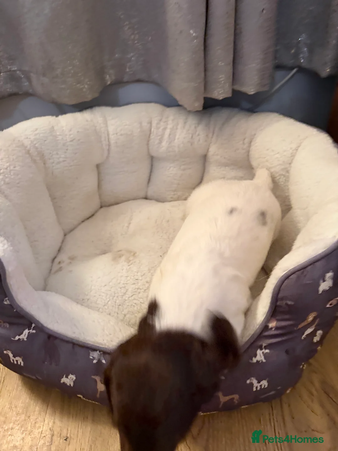 English Springer Spaniel dogs for sale: Springer Spaniel Puppies - Advert 4