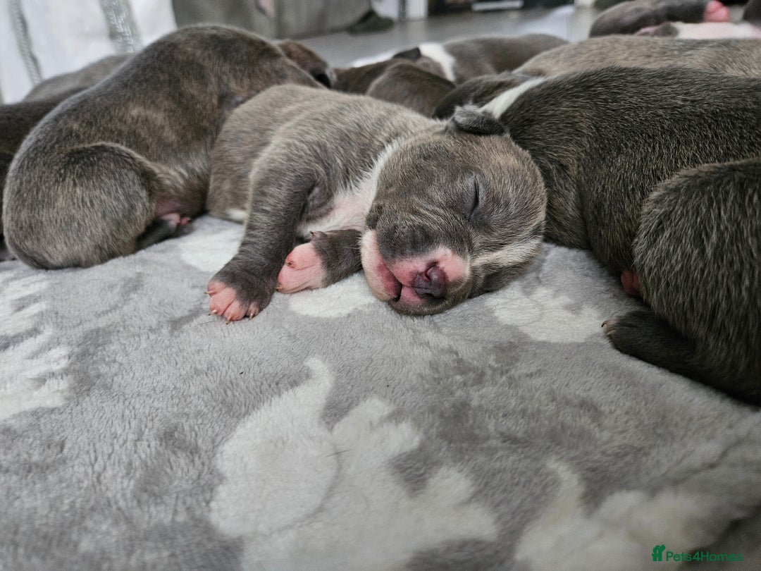 Staffordshire Bull Terrier dogs for sale: Beautiful staffordshire bull terrier puppies - Advert 6