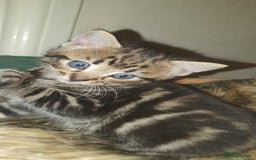 Mixed Breed cats for sale: 7 weeks old kittens  - Image 2