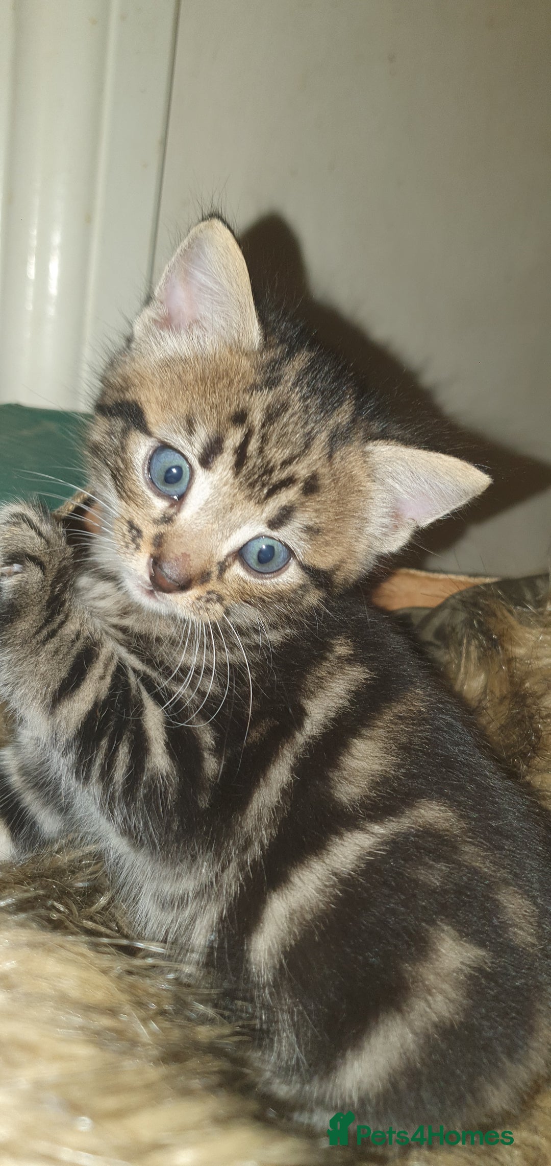 Mixed Breed cats for sale: 7 weeks old kittens  - Image 2