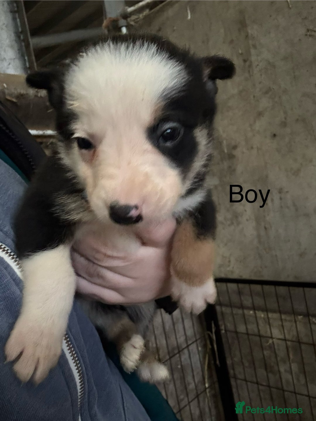Border Collie dogs for sale: Border collie puppies  - Advert 4