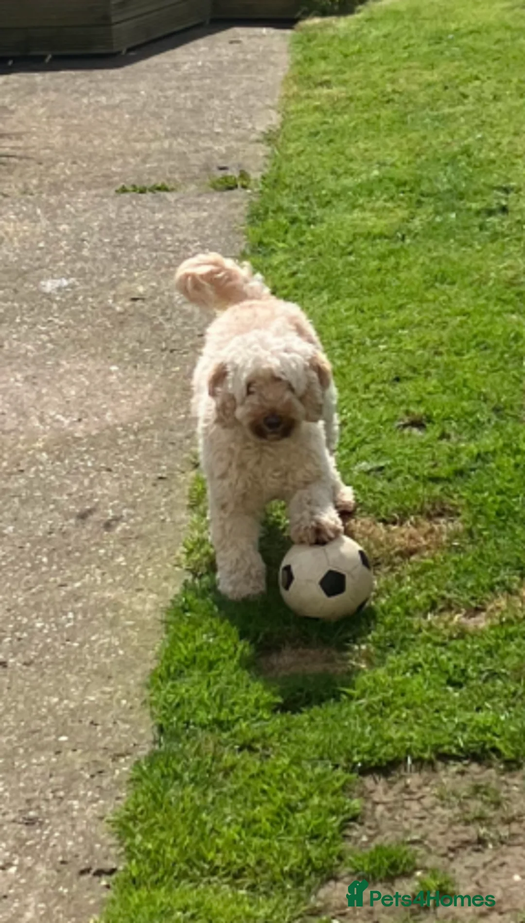 Cockapoo dogs for sale: 3 year old female cockapoo looking for loving home - Advert 1