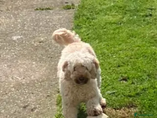 Cockapoo dogs 3 year old female cockapoo looking for loving home - Advert 1