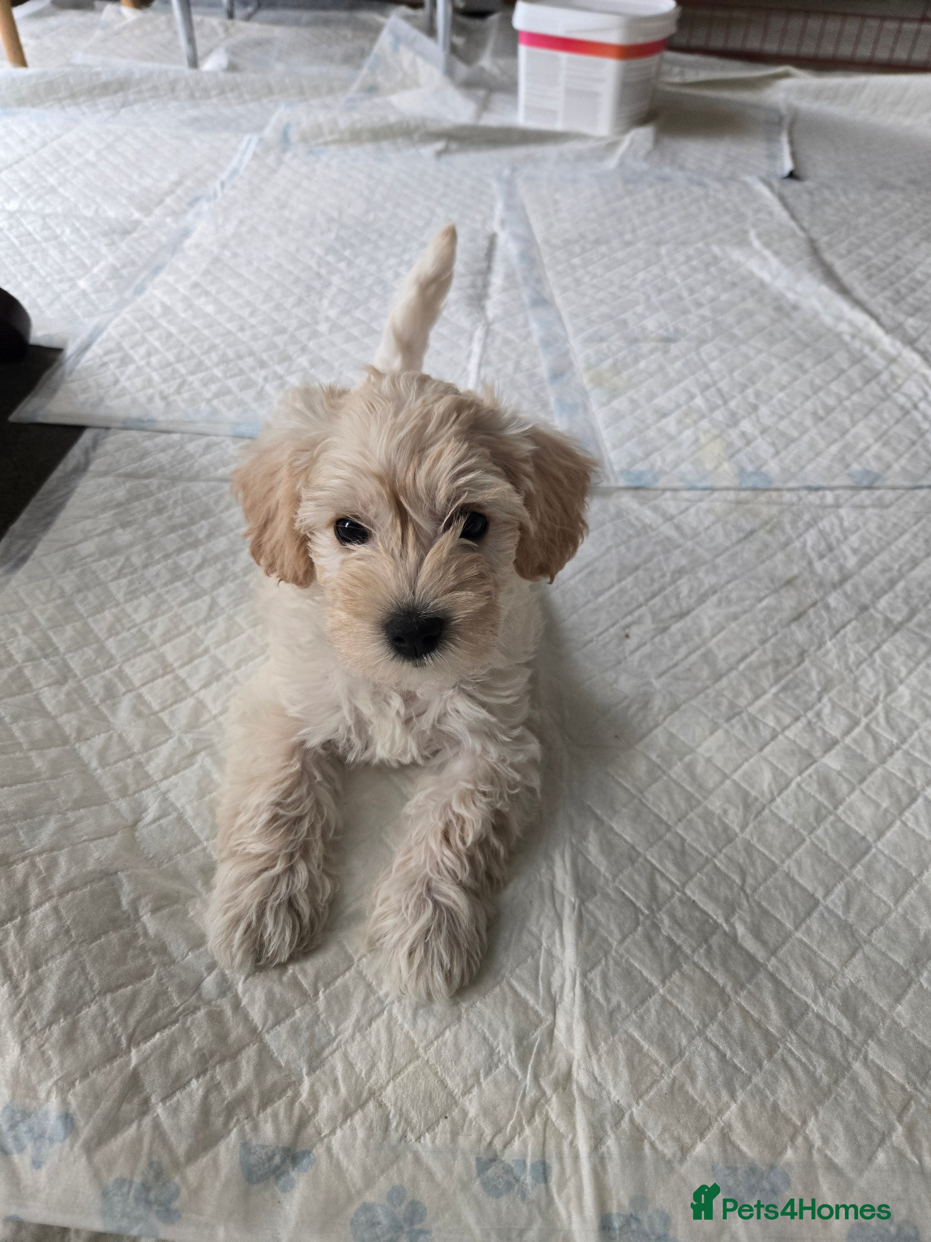 Westiepoo dogs Westipoos  - Advert 2