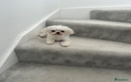 Maltese dogs for stud: Tiny micro Maltese Boy for Stud  - Image 2