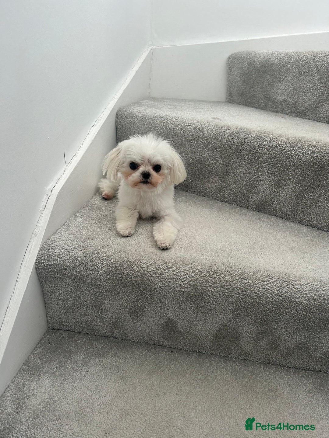 Maltese dogs for stud: Tiny micro Maltese Boy for Stud  - Image 2