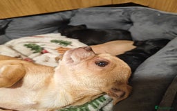 Chihuahua dogs for sale: Tiny chihuahua's  - Image 11