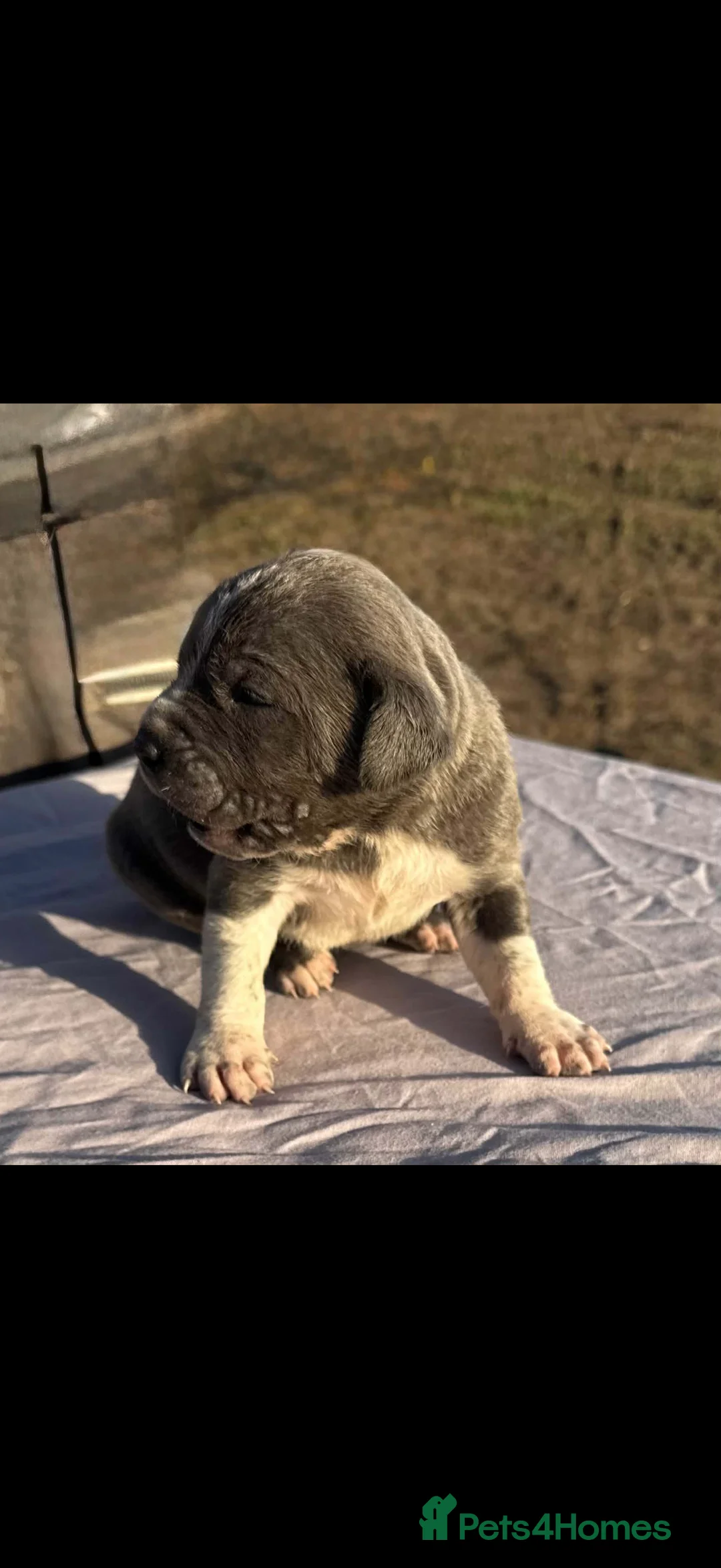 Staffordshire Bull Terrier dogs for sale: Pure Staffy Puppies For Sale! in Bromsgrove - Advert 2