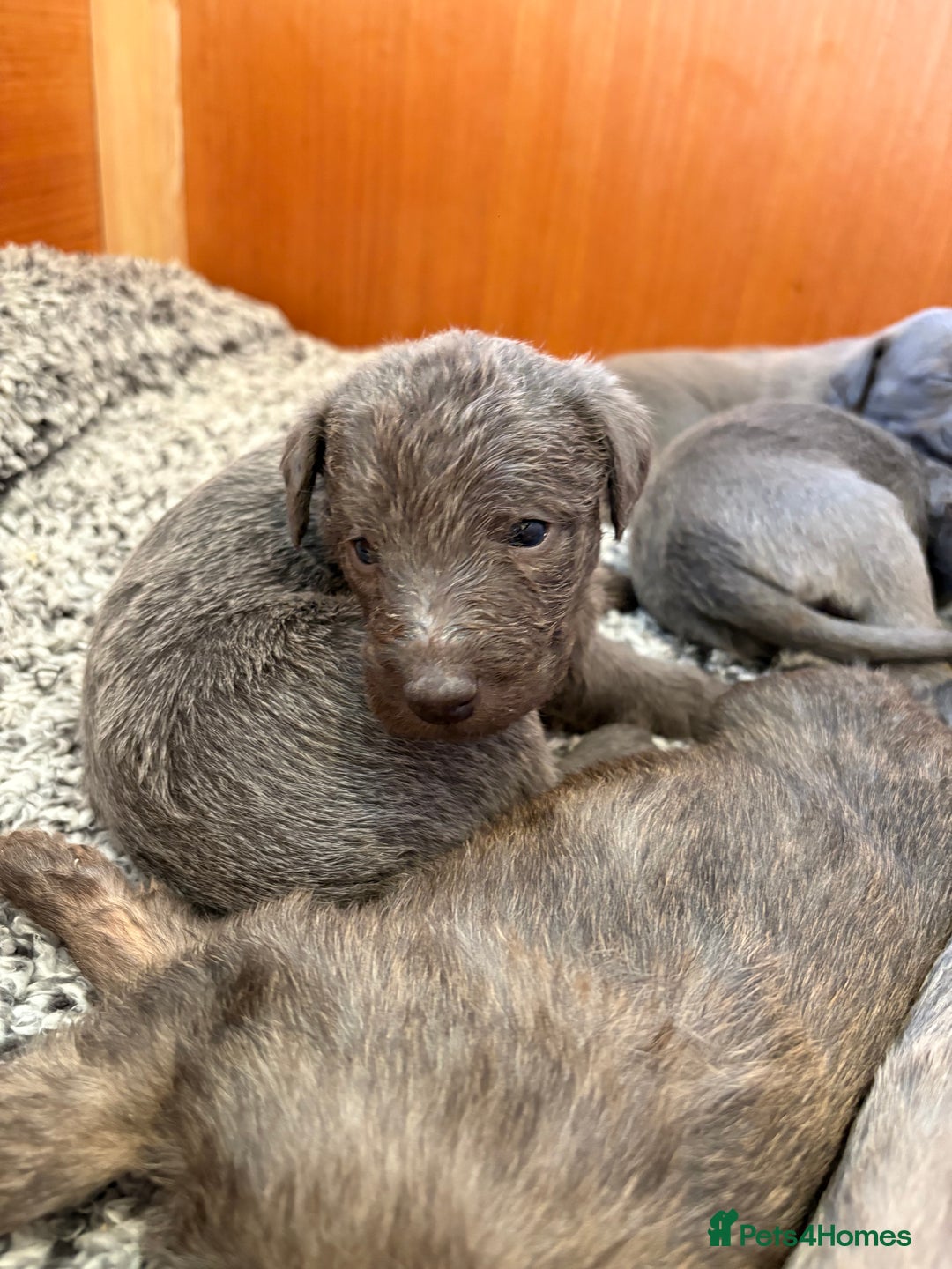 Mixed Breed dogs for sale: Bedlington whippet puppies  - Advert 5