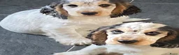 Cocker Spaniel dogs for sale: KC registered Show Cocker Spaniels  - Advert 3