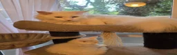 Maine Coon cats for sale: 3 maine coon kittens  - Advert 7
