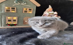 Scottish Fold cats for sale: Beautiful British Shorthair Scottish Fold Kittens - Advert 35