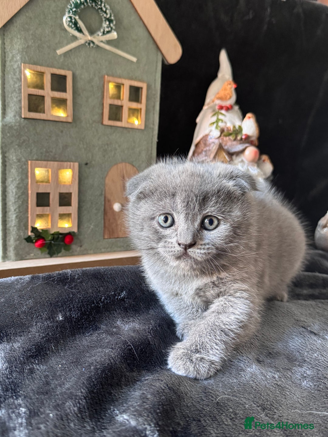 Scottish Fold cats for sale: Beautiful British Shorthair Scottish Fold Kittens - Advert 35
