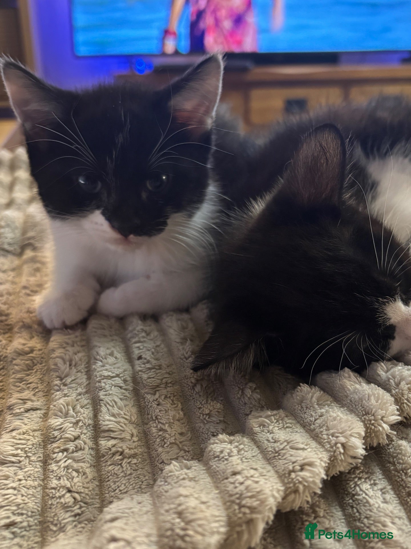 Mixed Breed cats Fluffy black and white kittens  - Advert 8