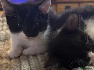 Mixed Breed cats Fluffy black and white kittens - Advert 8