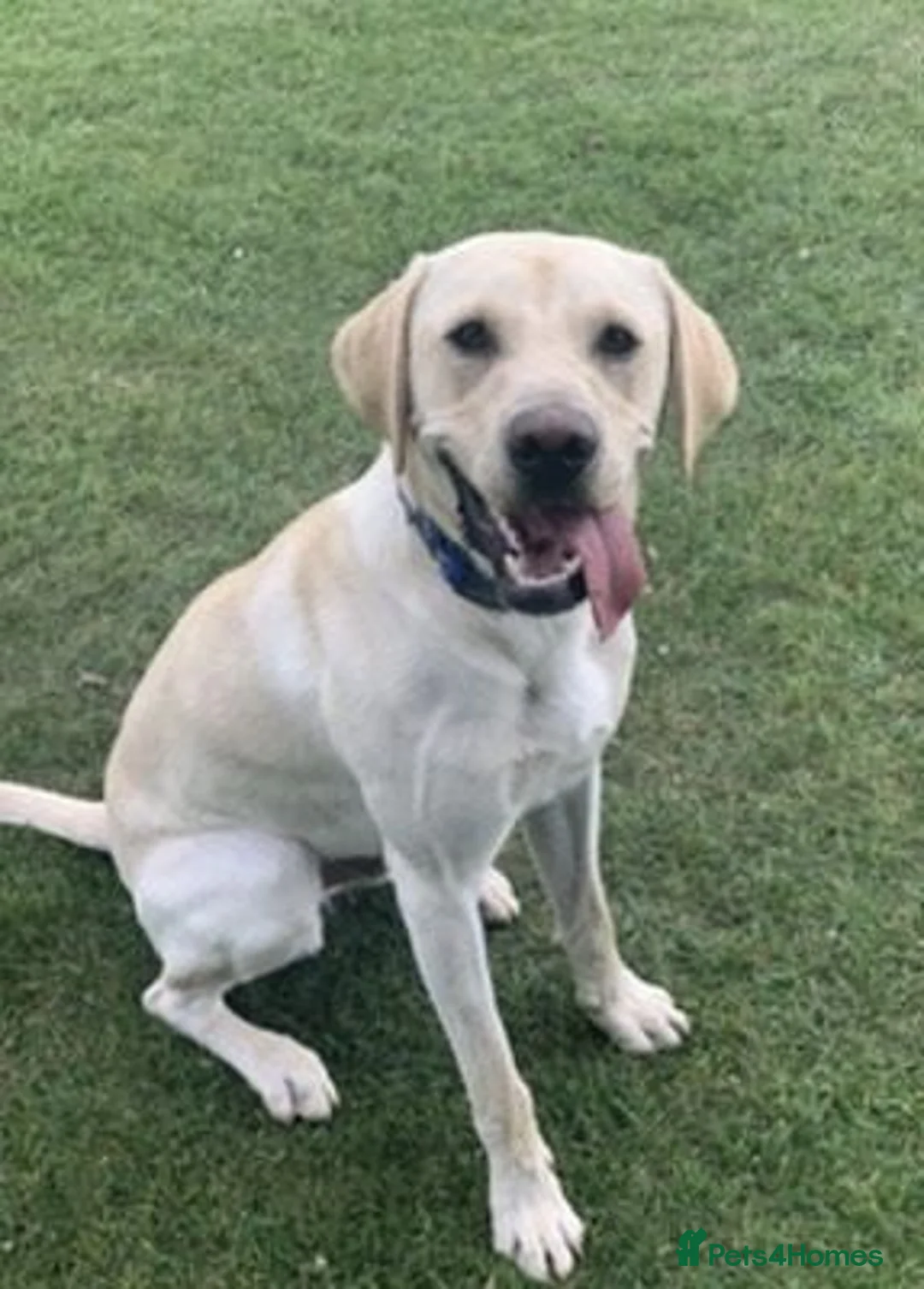 Labrador Retriever dogs for sale: Adorable labrador Boy  Looking for a Loving Home in Edinburgh - Advert 2