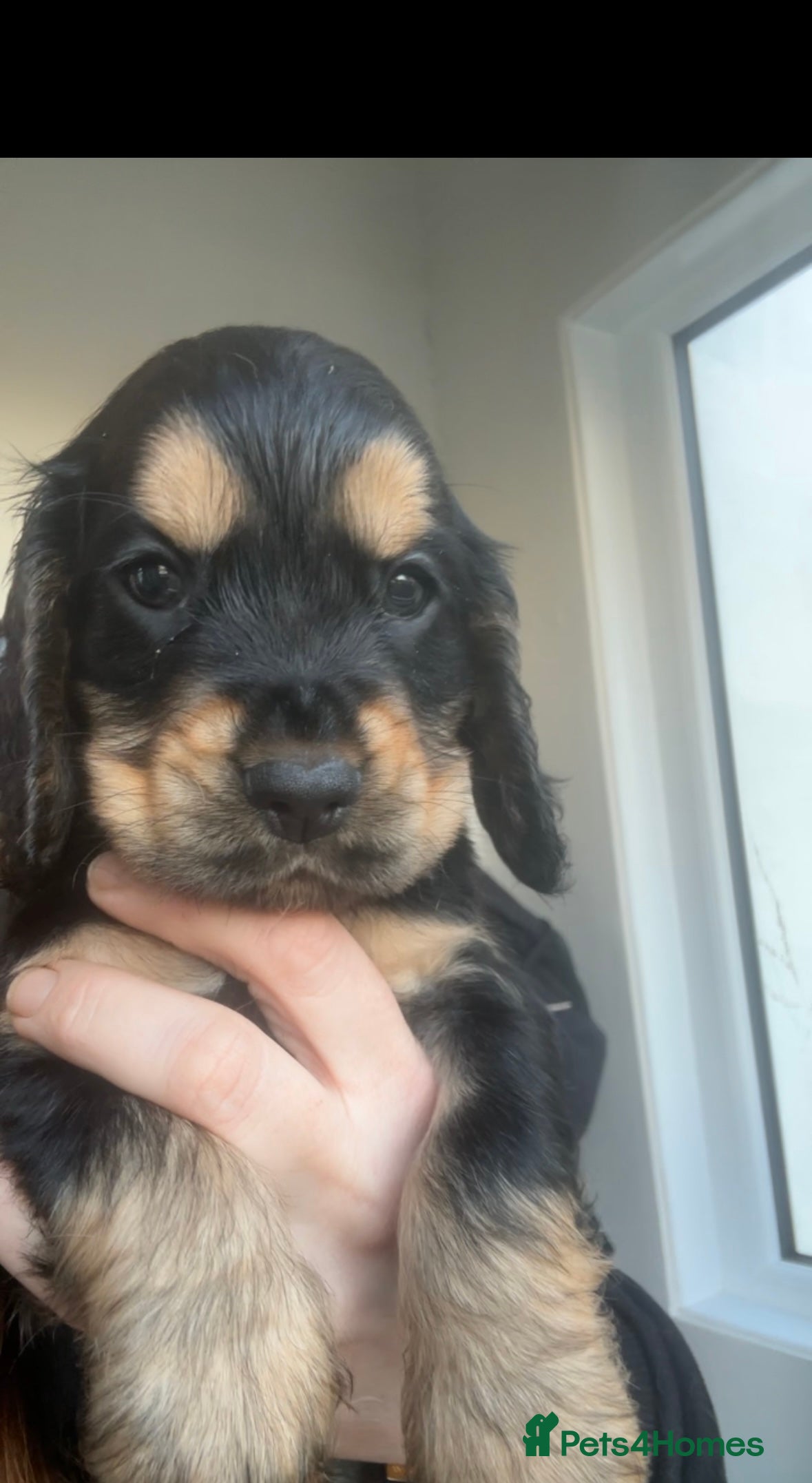 Cocker Spaniel dogs 100% sable show cockers  - Advert 2