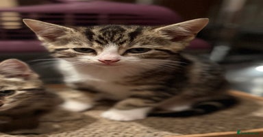 Domestic Shorthair cats - Advert 4