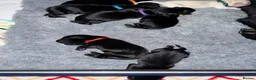 Labrador Retriever dogs for sale: KC registered Labrador pups from top working lines in Rugby - Advert 11