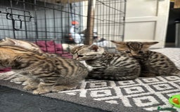 Bengal cats for sale: Bengal and half breed Bengal kittens  - Image 6