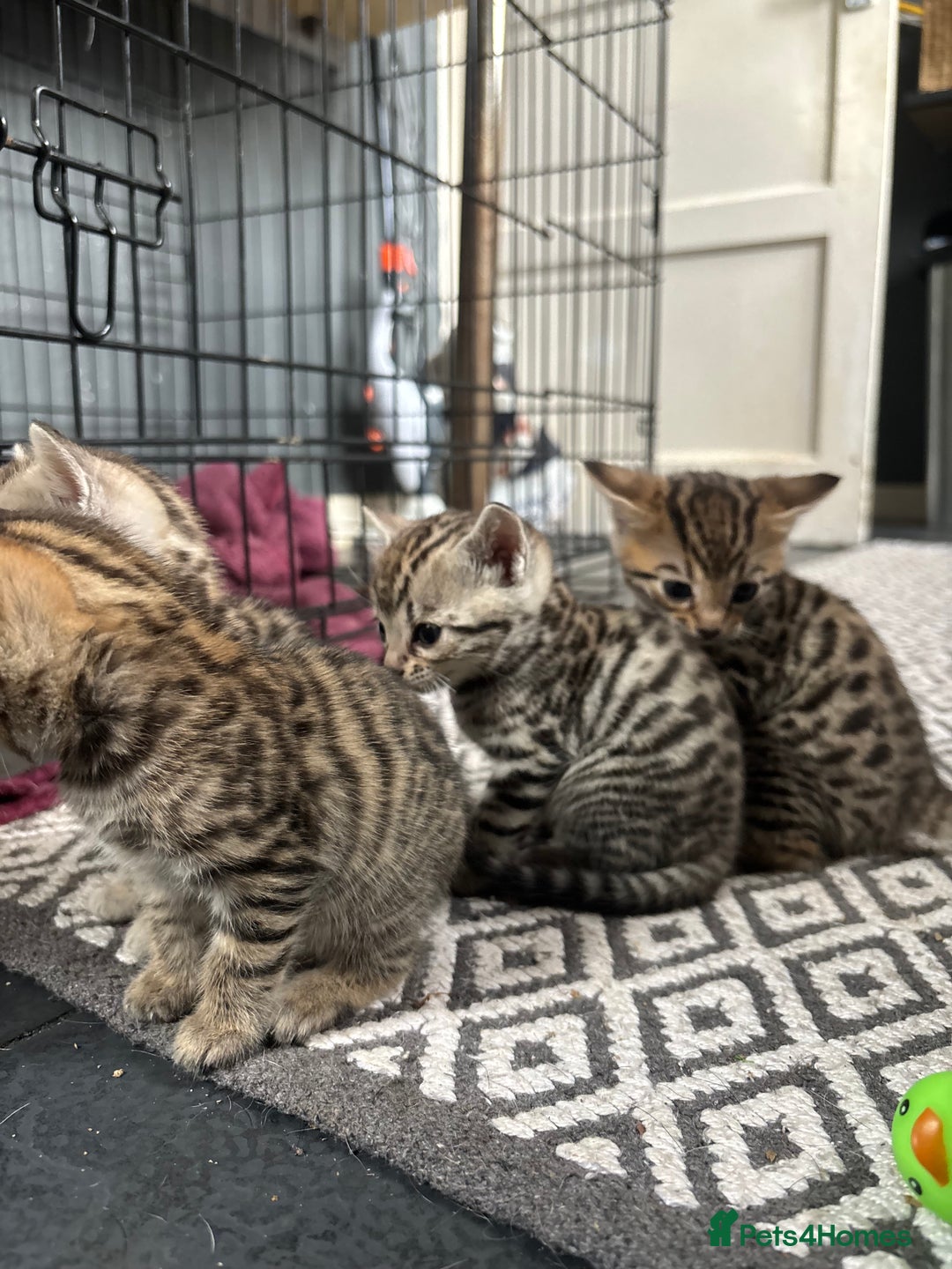 Bengal cats for sale: Bengal and half breed Bengal kittens  - Image 6