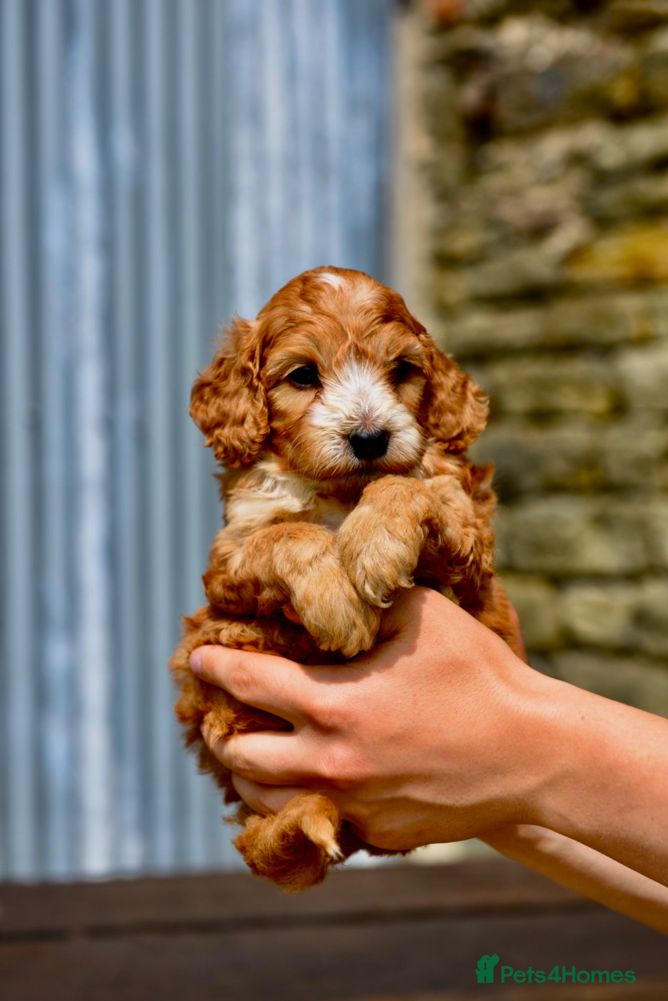Cockapoo dogs Fox red Amazing obedience champion cockapoo pups  - Advert 1