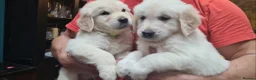 Golden Retriever dogs for sale: Beautiful Golden Retriever Puppies - Advert 10