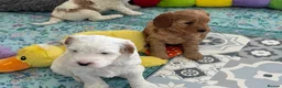 Australian Labradoodle dogs for sale: Stunning Australian Labradoodle Pups - Advert 15