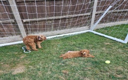 Cockapoo dogs for sale: 15 week old female Cockapoo - rehoming - Image 7