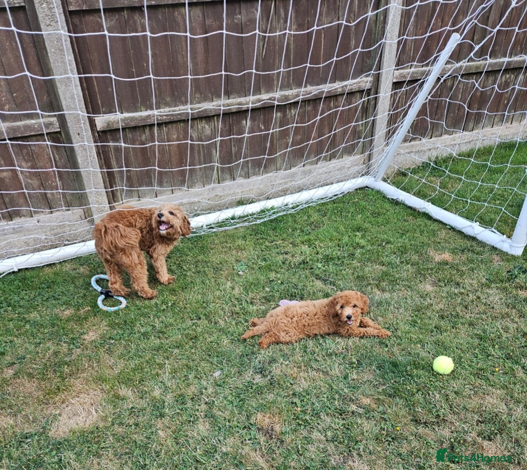 Cockapoo dogs for sale: 15 week old female Cockapoo - rehoming - Image 7