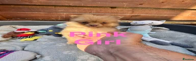 Pomeranian 3 * Pink Girl *