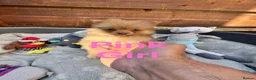 Pomeranian dogs for sale: ✨🐶 9  Beautiful Pomeranian Puppies  - Advert 29