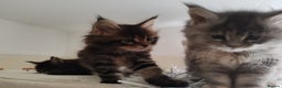 Maine Coon cats for sale: V. Vilma  - Advert 11
