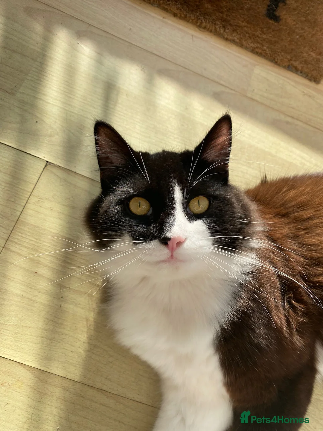British Longhair cats for sale: 1 year old Male, Minnie looking for good home. - Advert 2