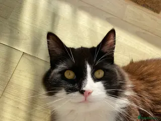 British Longhair cats 1 year old Male, Minnie looking for good home. - Advert 4