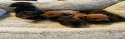 Dachshund dogs for sale: Miniature dashund  - Advert 9