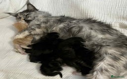 Maine Coon cats for sale: Maine coon x kittens  - Advert 16
