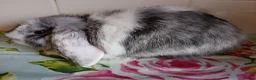 Mini Lop rabbits for sale: Pedigree Mini Lops in Tamworth - Advert 12
