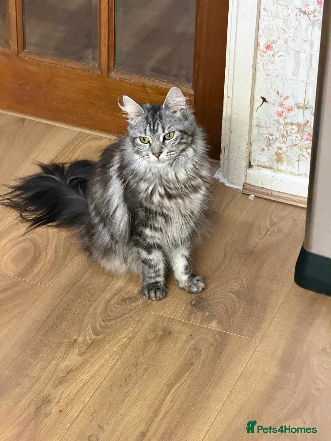 Maine Coon cats for sale: Maine Coon - Advert 28