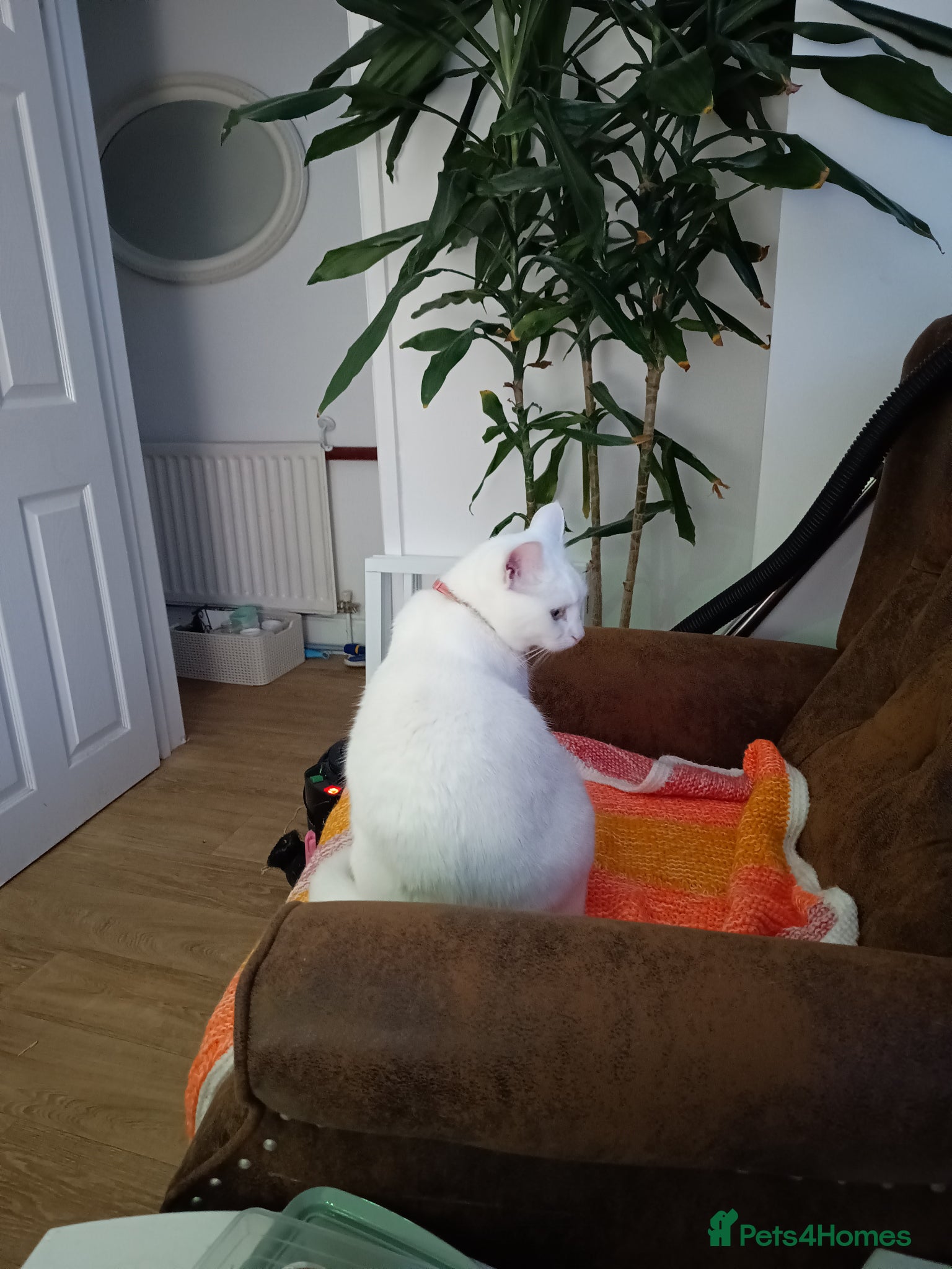 British Shorthair cats 3 yr old white British short hair - Advert 10