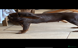Dobermann dogs for sale: Female Chocolate Doberman  - Image 2