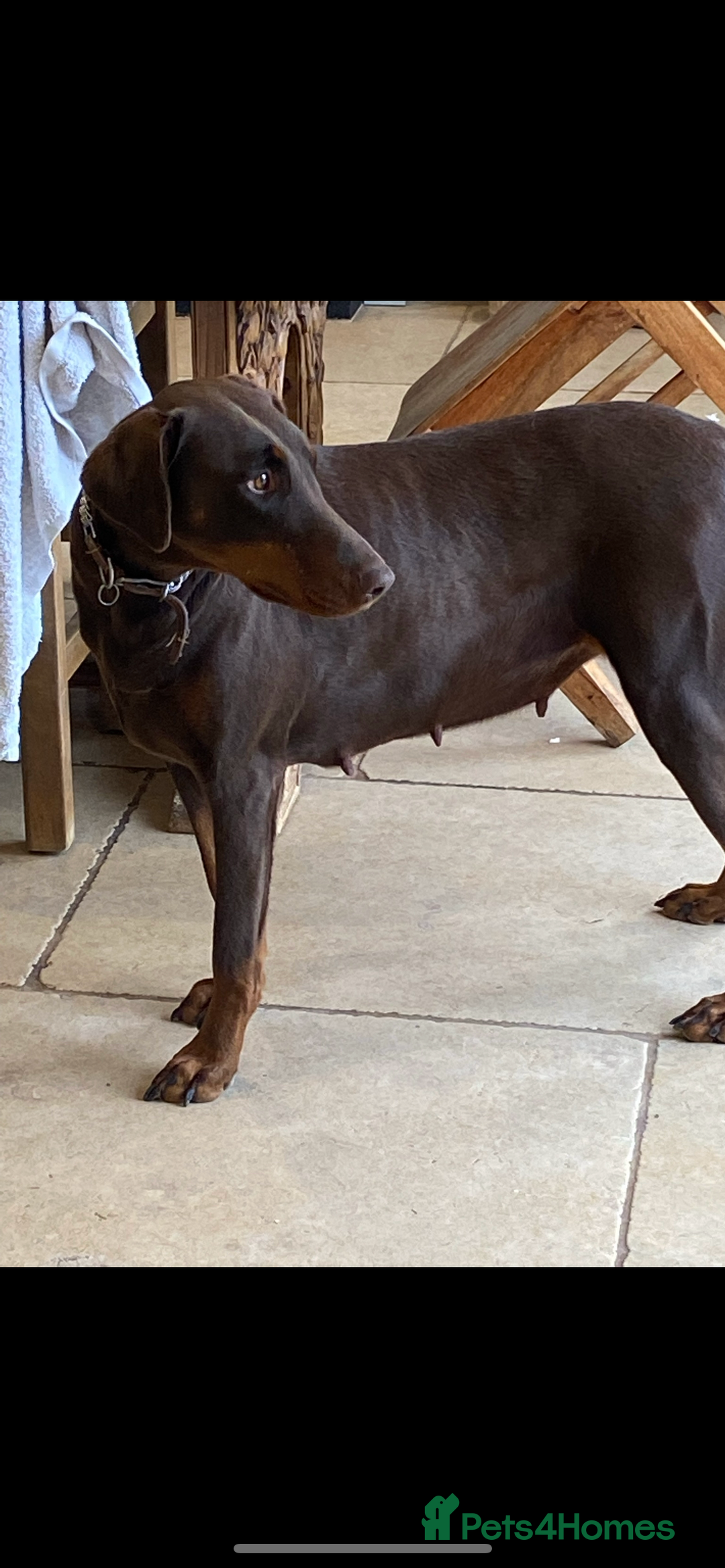 Dobermann dogs for sale: Female Chocolate Doberman  - Image 2